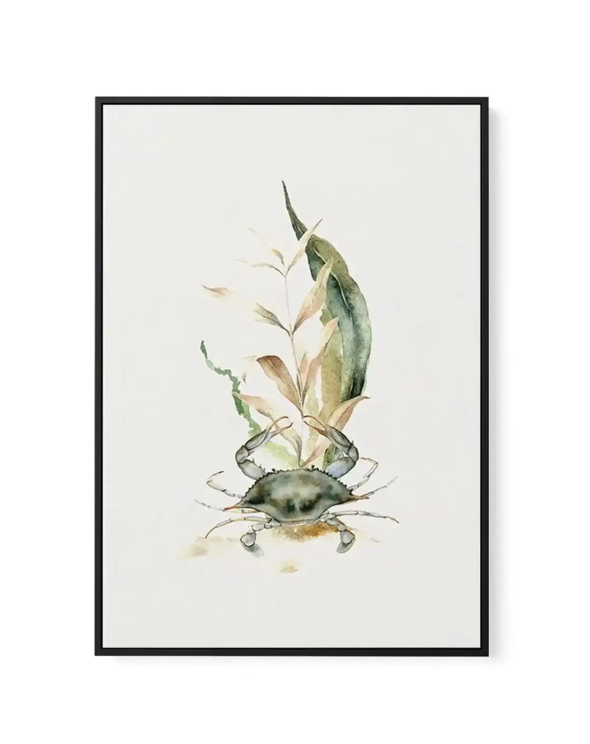 Watercolour Crab | Framed Canvas-CANVAS-You can shop wall art online with Olive et Oriel for everything from abstract art to fun kids wall art. Our beautiful modern art prints and canvas art are available from large canvas prints to wall art paintings and our proudly Australian artwork collection offers only the highest quality framed large wall art and canvas art Australia - You can buy fashion photography prints or Hampton print posters and paintings on canvas from Olive et Oriel and have them
