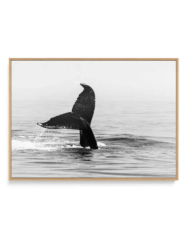 Black and white photograph of a humpback whale's tail flukes breaching the ocean surface, with water droplets cascading off the textured skin. The whale tail is silhouetted against a calm, misty seascape with subtle horizontal wave patterns. The image is mounted in a natural wood frame with a white border, presented as a horizontal canvas art print.