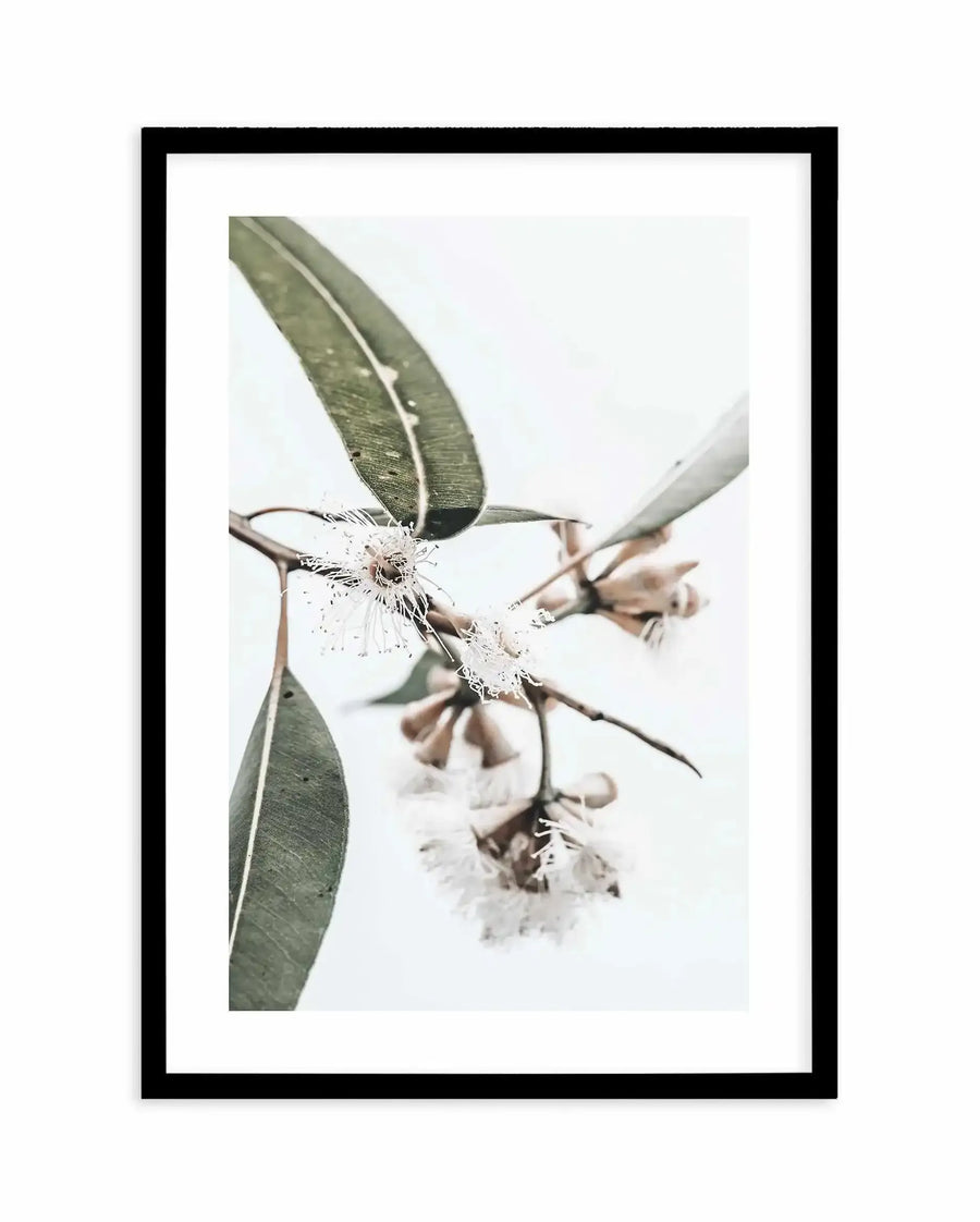White Eucalyptus III Art Print framed in black with white border. Close-up photograph of delicate eucalyptus branches with narrow sage green leaves and clusters of small white fluffy flowers against a soft, neutral background. The composition captures fine botanical detail with a soft focus, naturalistic aesthetic and muted color palette of greens, whites, and warm beiges.