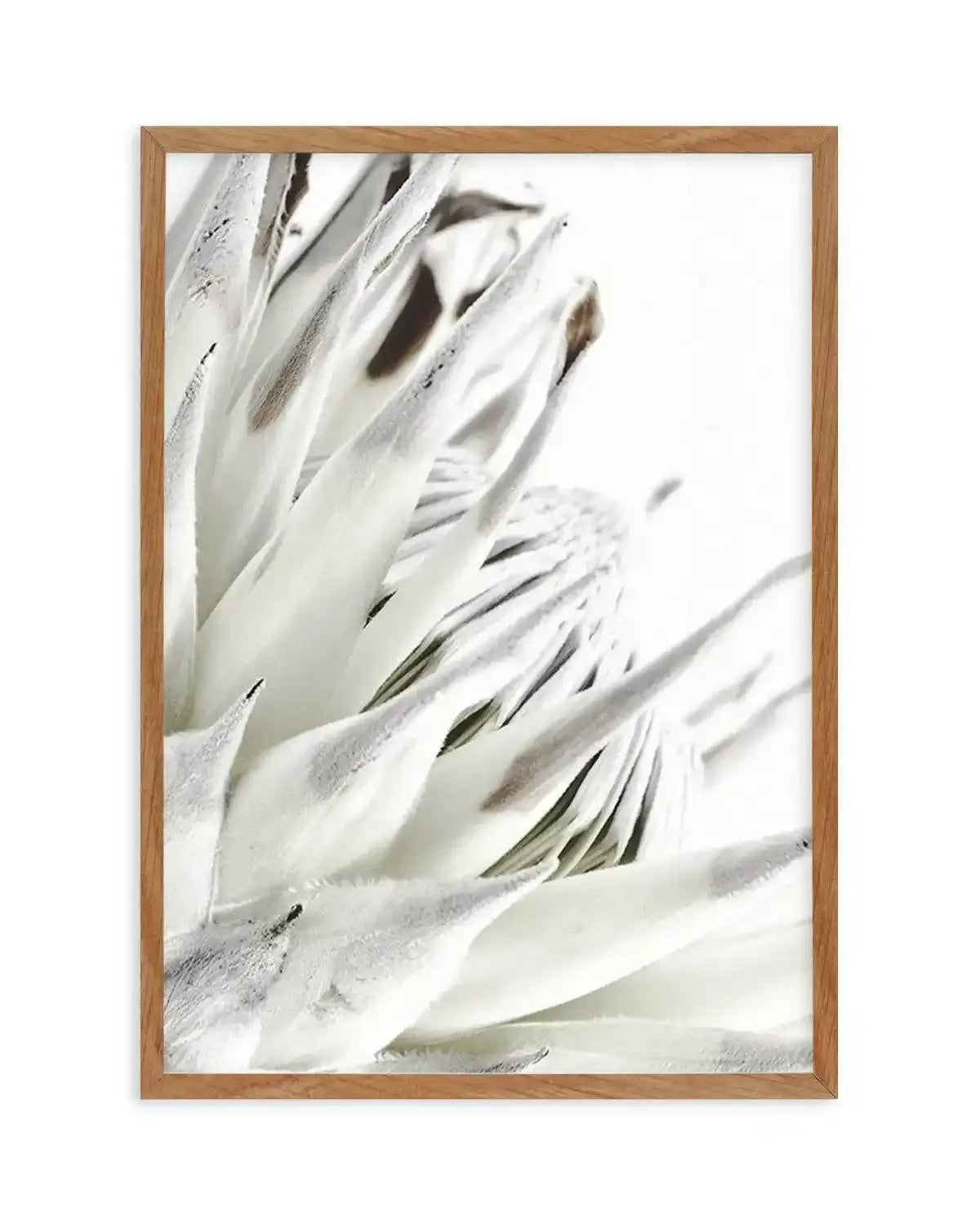 White King Protea Art Print-PRINT-Olive et Oriel-Olive et Oriel-50x70 cm | 19.6" x 27.5"-Walnut-With White Border-Buy-Australian-Art-Prints-Online-with-Olive-et-Oriel-Your-Artwork-Specialists-Austrailia-Decorate-With-Coastal-Photo-Wall-Art-Prints-From-Our-Beach-House-Artwork-Collection-Fine-Poster-and-Framed-Artwork
