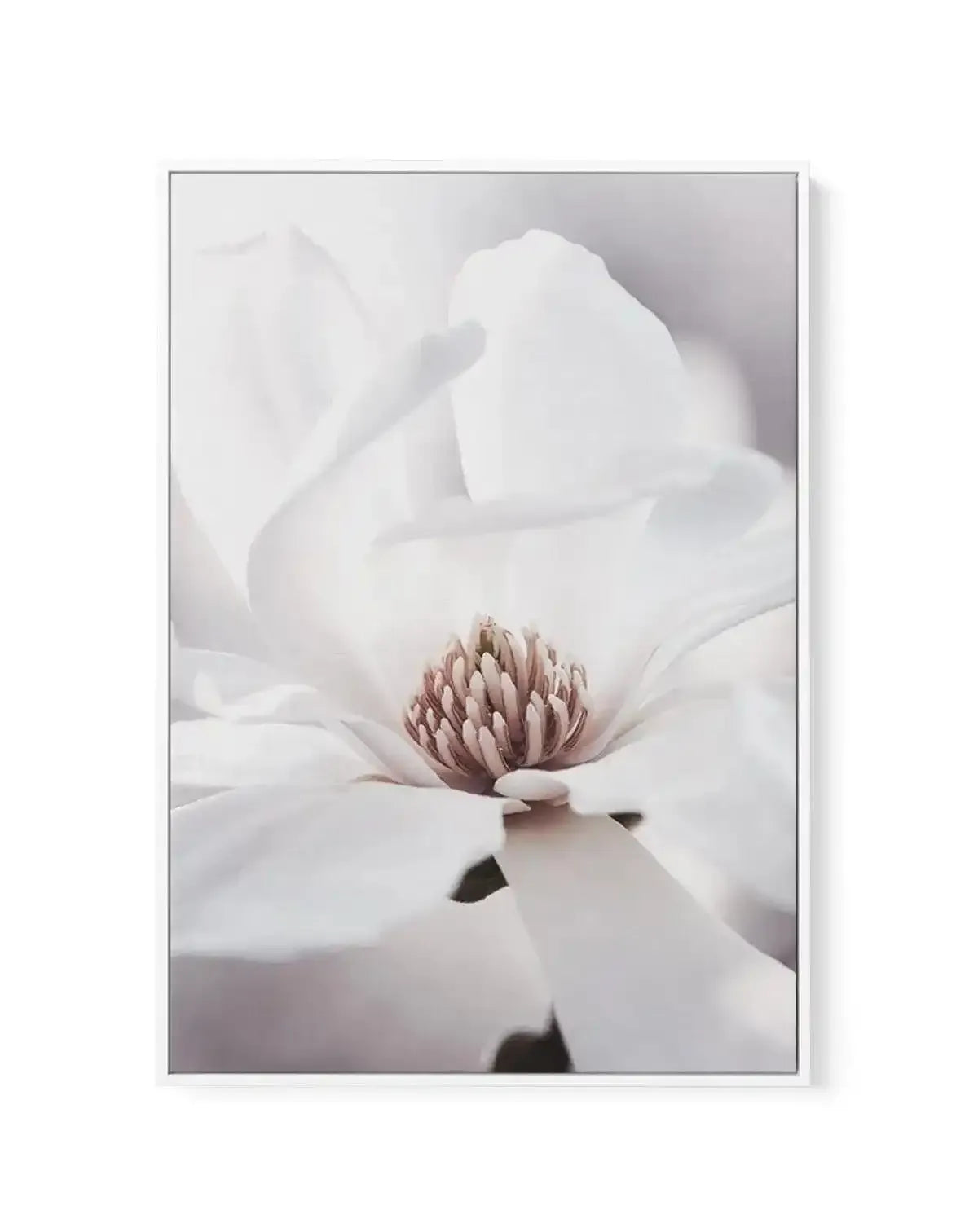 White Magnolia I | Framed Canvas-CANVAS-You can shop wall art online with Olive et Oriel for everything from abstract art to fun kids wall art. Our beautiful modern art prints and canvas art are available from large canvas prints to wall art paintings and our proudly Australian artwork collection offers only the highest quality framed large wall art and canvas art Australia - You can buy fashion photography prints or Hampton print posters and paintings on canvas from Olive et Oriel and have them