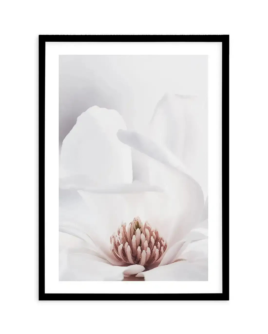 White Magnolia II Art Print-PRINT-Olive et Oriel-Olive et Oriel-A4 | 8.3" x 11.7" | 21 x 29.7cm-Black-With White Border-Buy-Australian-Art-Prints-Online-with-Olive-et-Oriel-Your-Artwork-Specialists-Austrailia-Decorate-With-Coastal-Photo-Wall-Art-Prints-From-Our-Beach-House-Artwork-Collection-Fine-Poster-and-Framed-Artwork