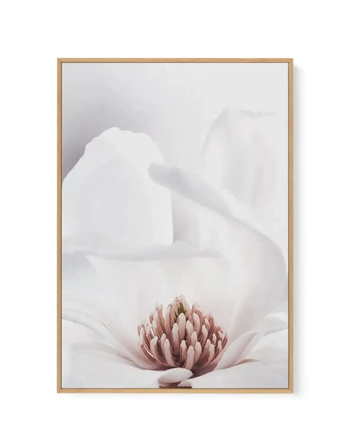 White Magnolia II | Framed Canvas-CANVAS-You can shop wall art online with Olive et Oriel for everything from abstract art to fun kids wall art. Our beautiful modern art prints and canvas art are available from large canvas prints to wall art paintings and our proudly Australian artwork collection offers only the highest quality framed large wall art and canvas art Australia - You can buy fashion photography prints or Hampton print posters and paintings on canvas from Olive et Oriel and have the