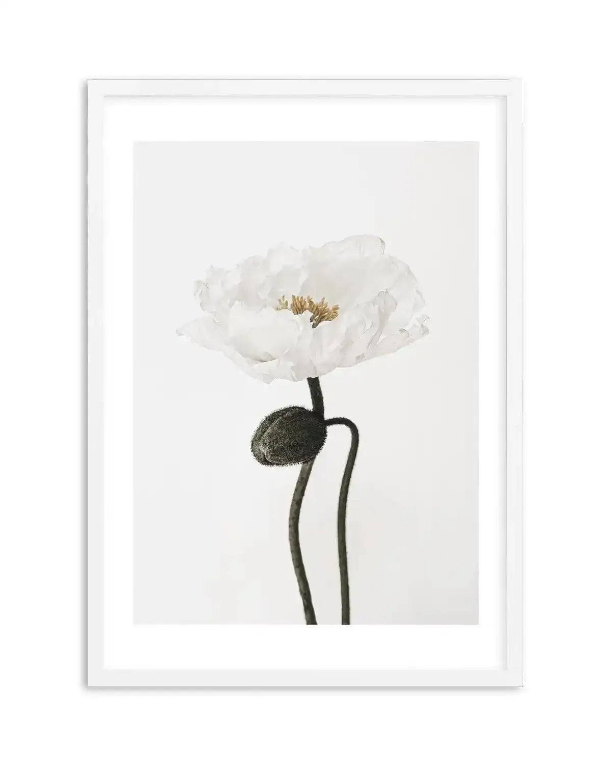 White Poppy I Art Print-PRINT-Olive et Oriel-Olive et Oriel-A5 | 5.8" x 8.3" | 14.8 x 21cm-White-With White Border-Buy-Australian-Art-Prints-Online-with-Olive-et-Oriel-Your-Artwork-Specialists-Austrailia-Decorate-With-Coastal-Photo-Wall-Art-Prints-From-Our-Beach-House-Artwork-Collection-Fine-Poster-and-Framed-Artwork
