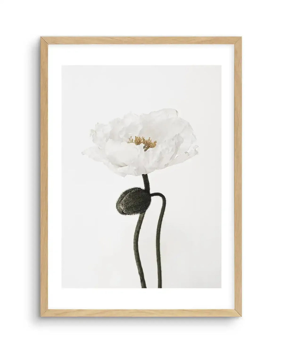 Framed black and white photograph of a white poppy with a closed bud, displayed in a natural oak frame with white border. The poppy has delicate, ruffled white petals and a golden-brown center, while the bud and stems are a dark, textured grey-green.