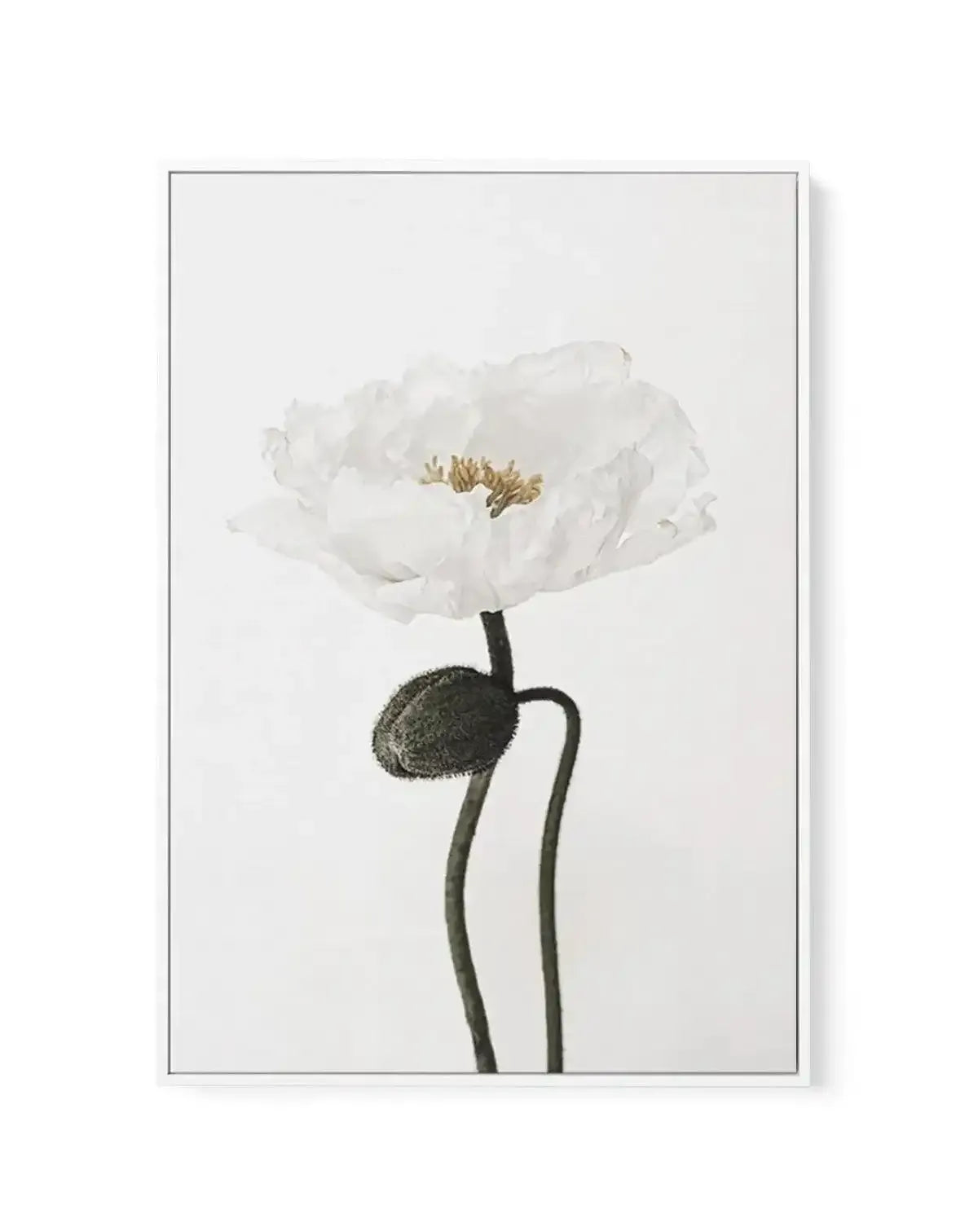 White Poppy I | Framed Canvas-CANVAS-You can shop wall art online with Olive et Oriel for everything from abstract art to fun kids wall art. Our beautiful modern art prints and canvas art are available from large canvas prints to wall art paintings and our proudly Australian artwork collection offers only the highest quality framed large wall art and canvas art Australia - You can buy fashion photography prints or Hampton print posters and paintings on canvas from Olive et Oriel and have them de