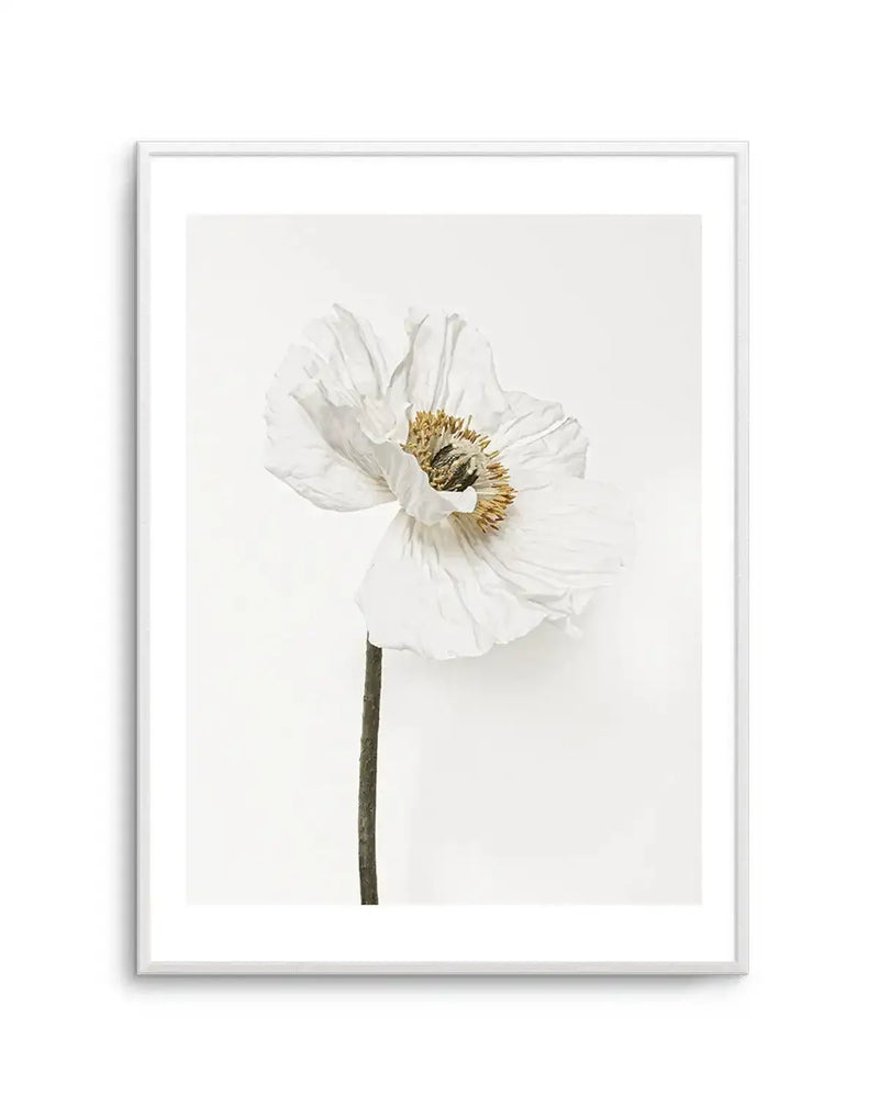 Framed photography art print featuring a single white poppy with delicate, crinkled petals and a prominent golden-brown stamen, set against a clean white background, with a white frame and white border.