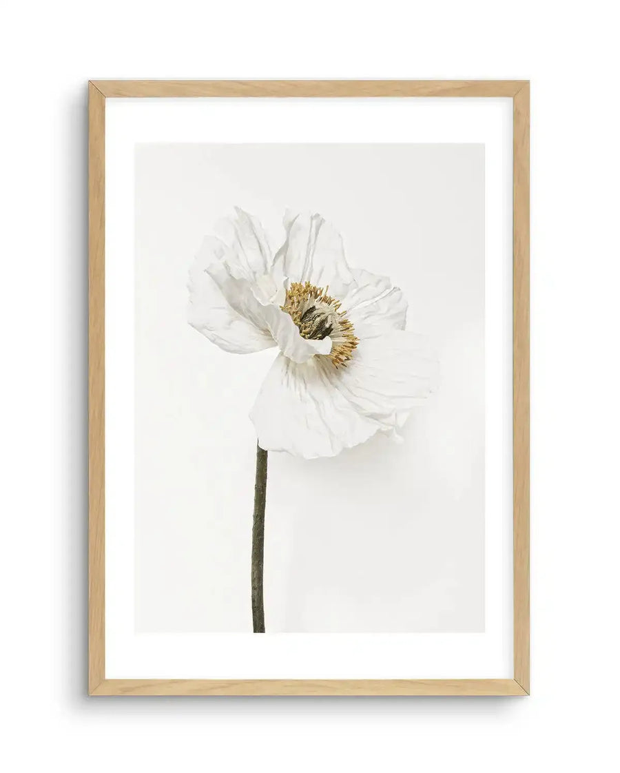 Framed photograph of a single white poppy with delicate, crinkled petals and a prominent yellow-brown stamen, set against a clean white background. The print is displayed in a natural oak frame with a white border.