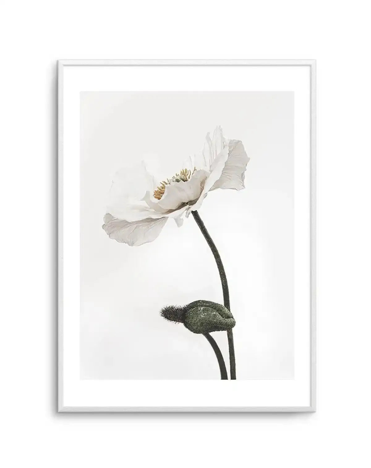 White Poppy III Art Print-PRINT-Olive et Oriel-Olive et Oriel-A5 | 5.8" x 8.3" | 14.8 x 21cm-Unframed Art Print-With White Border-Buy-Australian-Art-Prints-Online-with-Olive-et-Oriel-Your-Artwork-Specialists-Austrailia-Decorate-With-Coastal-Photo-Wall-Art-Prints-From-Our-Beach-House-Artwork-Collection-Fine-Poster-and-Framed-Artwork