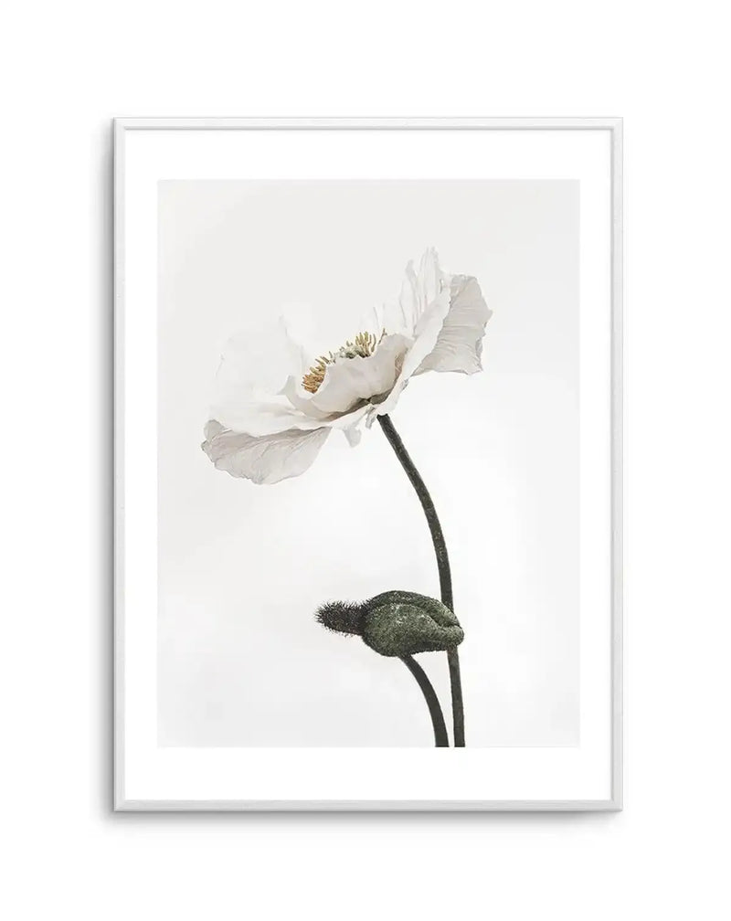 Framed photography art print of a white poppy with a white frame and white border. The poppy is in full bloom with delicate, ruffled white petals and a yellow-gold center, and a closed, fuzzy green poppy bud is visible below it on a separate stem. The background is a soft, bright white.