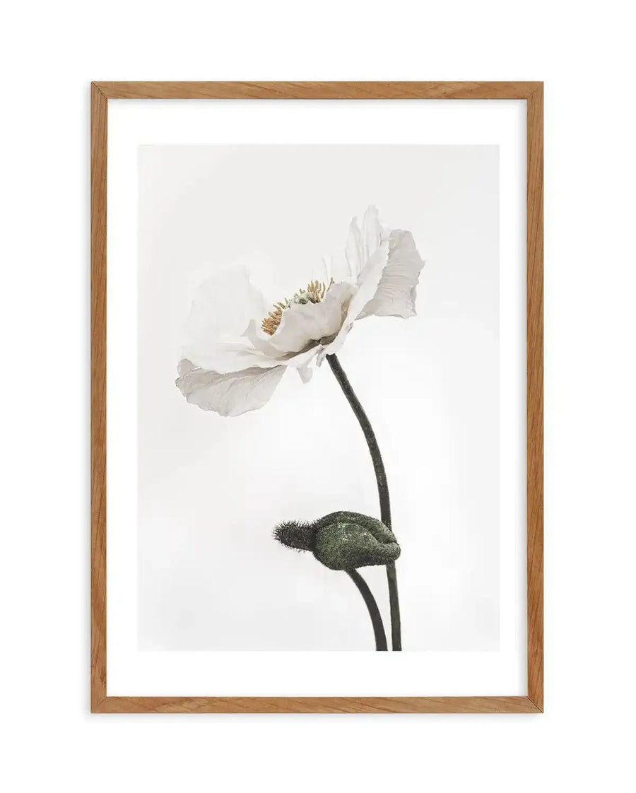 Framed black and white photograph of a white poppy with a closed bud on a white background, displayed in a natural oak frame with white border. The poppy has delicate, slightly ruffled petals and a yellow-brown center. The stem is dark and slender, with a fuzzy, dark green bud below the open flower.