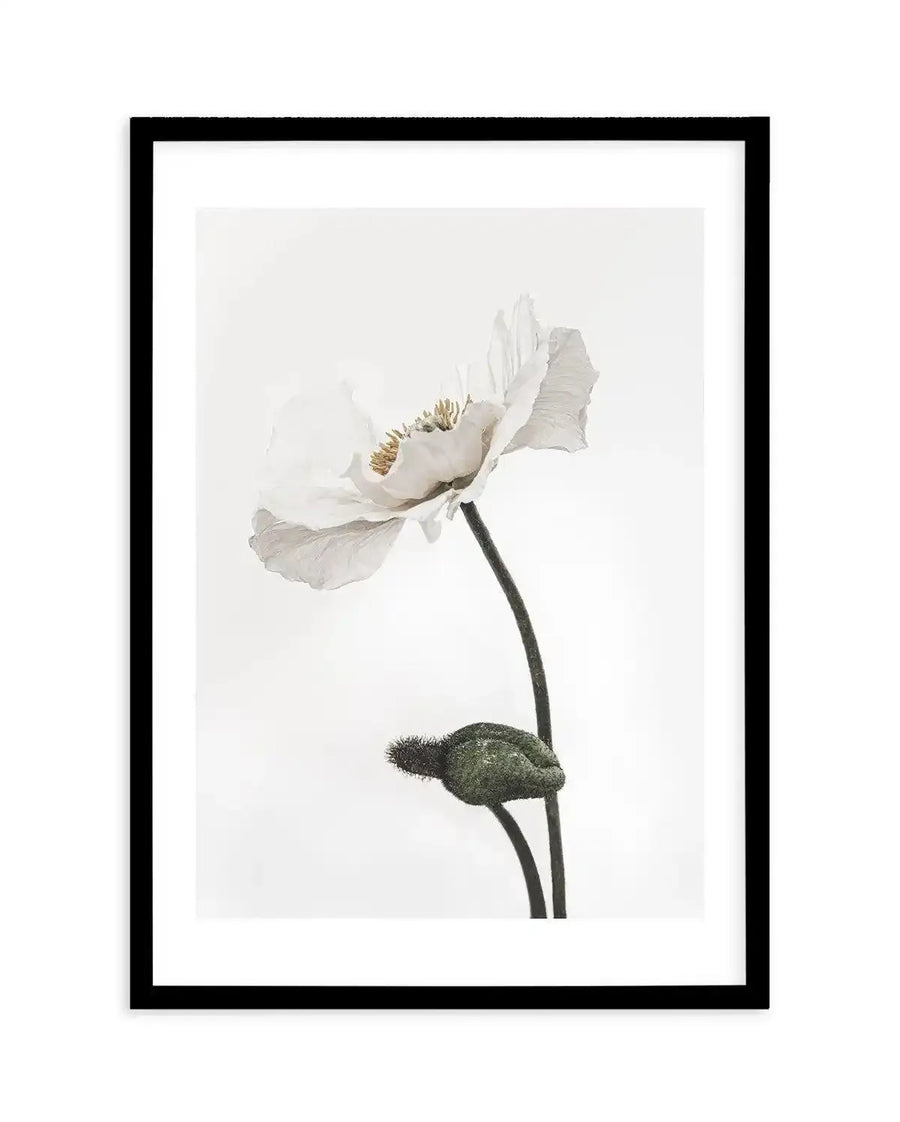 Framed black and white photograph of a white poppy with a closed bud on a white background. The poppy has delicate, crinkled white petals and a cluster of golden-yellow stamens in the center. The stem is dark and curves gently, with a textured, dark green bud nestled below the open flower. The print is displayed in a black frame with a white border.