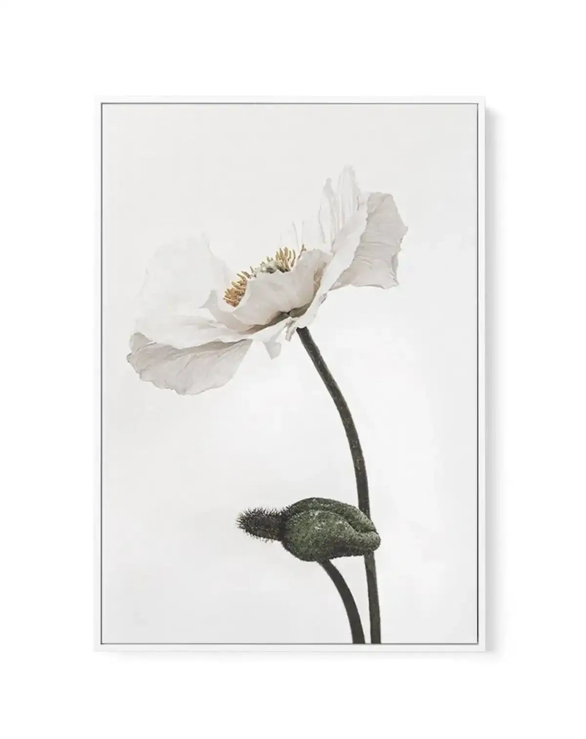 White Poppy III | Framed Canvas-CANVAS-You can shop wall art online with Olive et Oriel for everything from abstract art to fun kids wall art. Our beautiful modern art prints and canvas art are available from large canvas prints to wall art paintings and our proudly Australian artwork collection offers only the highest quality framed large wall art and canvas art Australia - You can buy fashion photography prints or Hampton print posters and paintings on canvas from Olive et Oriel and have them 
