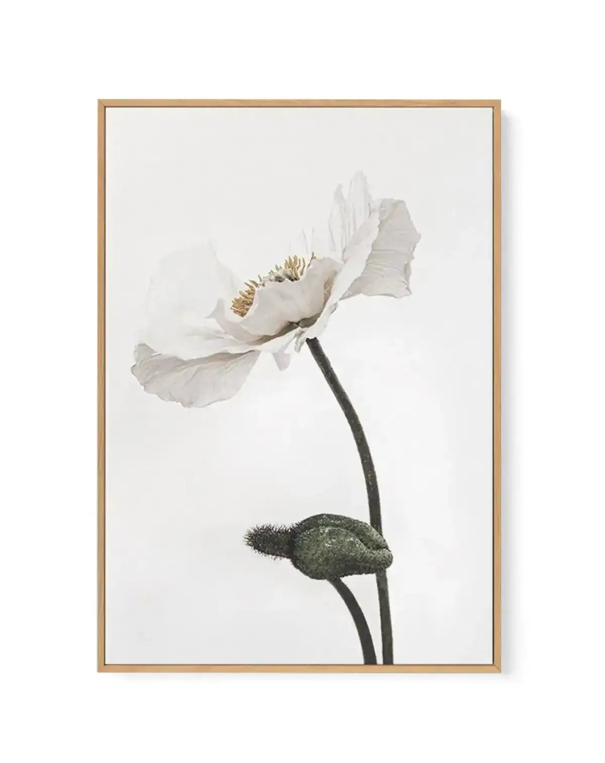 White Poppy III | Framed Canvas-CANVAS-You can shop wall art online with Olive et Oriel for everything from abstract art to fun kids wall art. Our beautiful modern art prints and canvas art are available from large canvas prints to wall art paintings and our proudly Australian artwork collection offers only the highest quality framed large wall art and canvas art Australia - You can buy fashion photography prints or Hampton print posters and paintings on canvas from Olive et Oriel and have them 