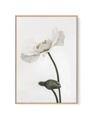 Framed canvas art print featuring a delicate white poppy flower with layered petals and a golden-yellow center stamen, accompanied by a closed green bud below. Dark charcoal stem extends vertically against a soft cream background. Natural wood frame with white border. Watercolor-style illustration with subtle gray-green tonal variations throughout the composition.