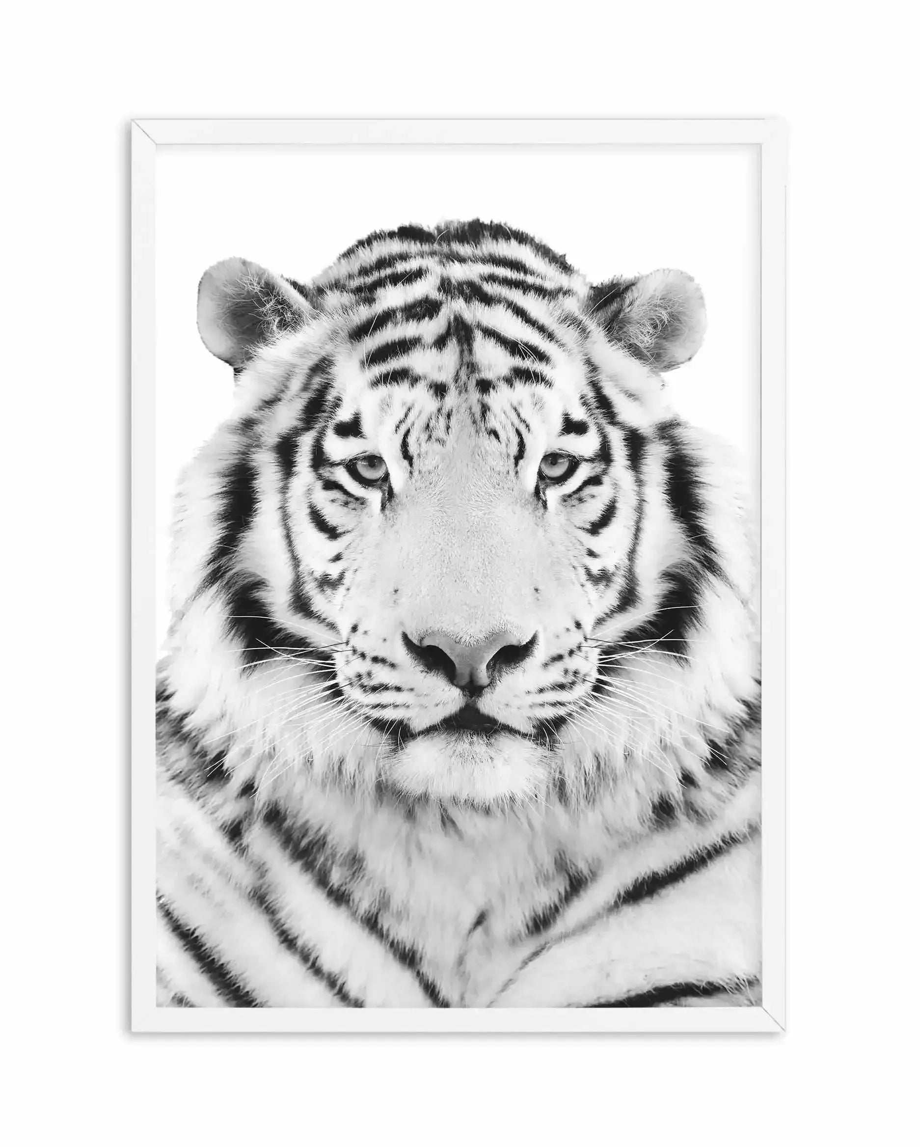 White Tiger Art Print-PRINT-Olive et Oriel-Olive et Oriel-A5 | 5.8" x 8.3" | 14.8 x 21cm-White-With White Border-Buy-Australian-Art-Prints-Online-with-Olive-et-Oriel-Your-Artwork-Specialists-Austrailia-Decorate-With-Coastal-Photo-Wall-Art-Prints-From-Our-Beach-House-Artwork-Collection-Fine-Poster-and-Framed-Artwork