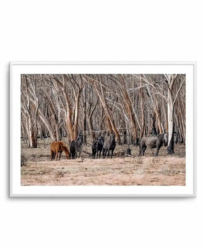 Framed photography art print of wild brumbies in a dry, sparse forest, with a white frame and white border. The composition features a brown horse grazing on the left, and several dark-coated horses standing in the middle, with a grey horse on the right. The background is filled with numerous bare, thin tree trunks and branches in shades of brown and grey, suggesting a post-fire landscape. The ground is dry, light brown earth with sparse patches of grass.