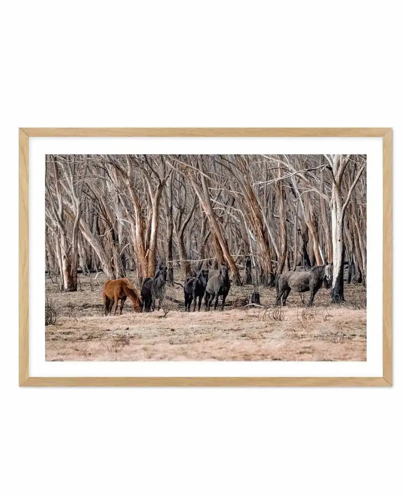 Framed photography art print of a group of wild horses in a sparse forest with natural wood frame and white border. The scene depicts a brown horse grazing on dry grass, while four black horses stand nearby, and a grey horse stands further to the right, all surrounded by numerous bare, light-barked trees with thin branches, suggesting a dry or post-fire landscape.