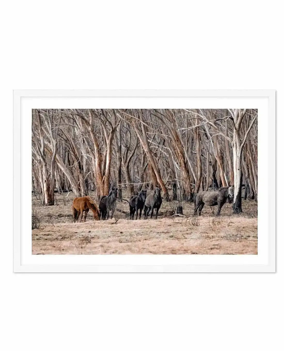 Wild Brumbies | After Fire Art Print-PRINT-Olive et Oriel-Olive et Oriel-A5 | 5.8" x 8.3" | 14.8 x 21cm-White-With White Border-Buy-Australian-Art-Prints-Online-with-Olive-et-Oriel-Your-Artwork-Specialists-Austrailia-Decorate-With-Coastal-Photo-Wall-Art-Prints-From-Our-Beach-House-Artwork-Collection-Fine-Poster-and-Framed-Artwork