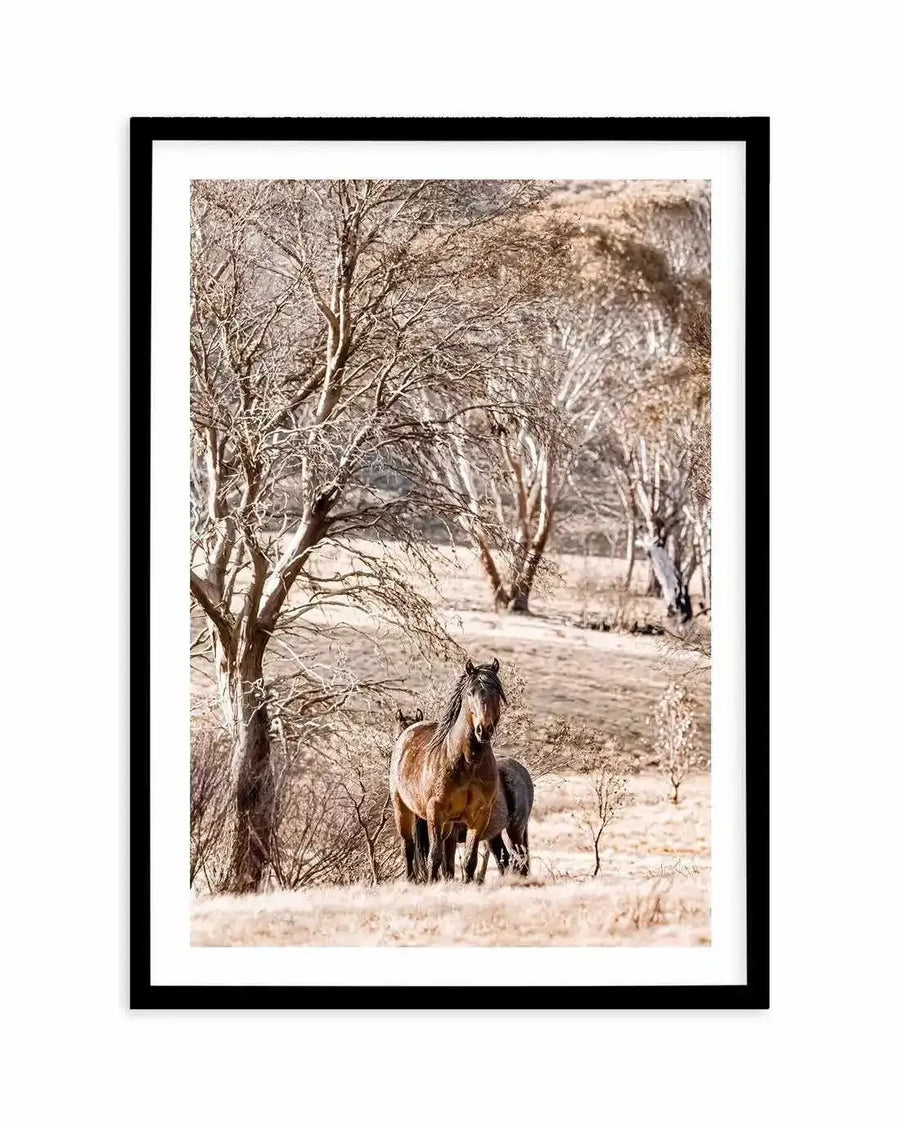 Framed photography art print of two wild brumbies in a dry, open landscape with a black frame and white border. The composition features a brown stallion with a dark mane and tail looking directly at the viewer, standing in dry, light brown grass. Behind it, a darker horse grazes. Bare trees with intricate branches are scattered across the scene, creating a sense of depth and a muted, earthy colour palette.