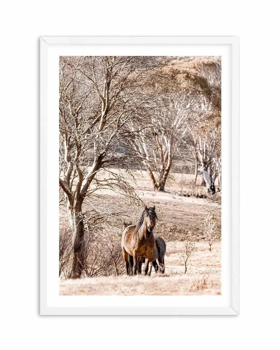 Framed photograph of a wild stallion and a foal in a dry, grassy landscape with bare trees, displayed in a white frame with a white border. The brown stallion stands prominently in the foreground, facing the viewer, with a darker foal grazing behind it. The scene is bathed in warm, muted tones of brown, beige, and grey, suggesting a late autumn or winter setting.