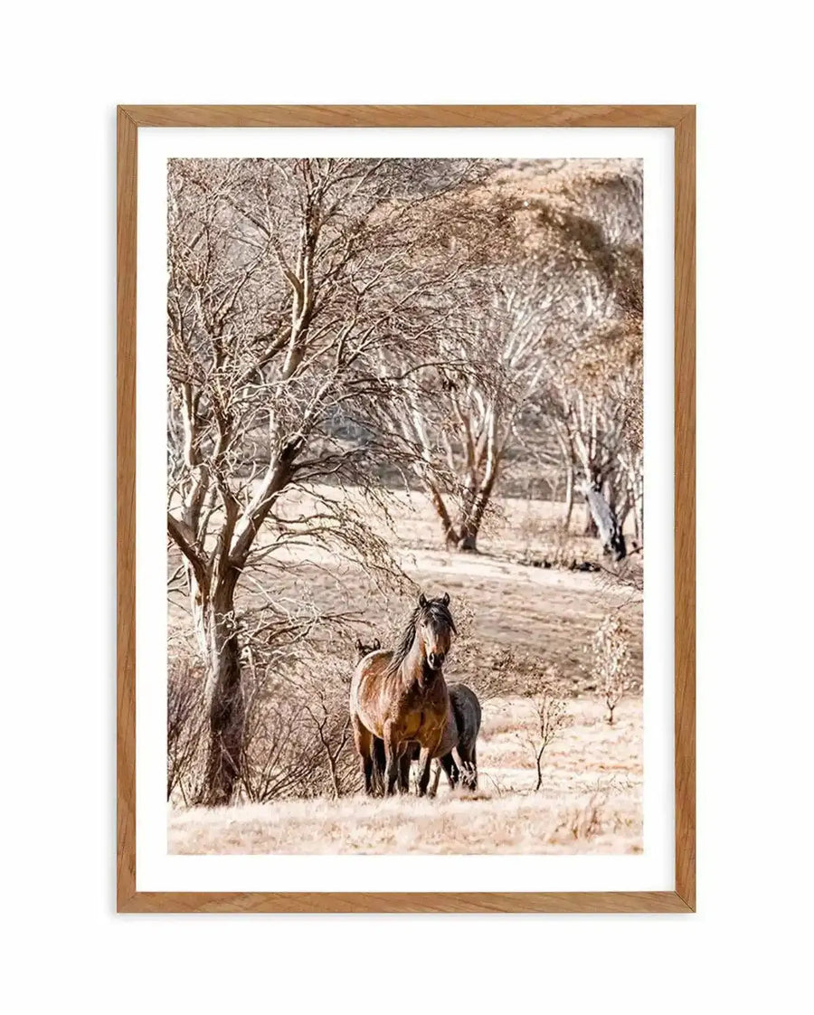 Framed photograph of two wild brumbies in a dry, open landscape with a natural oak frame and white border. The composition features a brown stallion looking directly at the viewer, with a smaller, darker horse grazing behind it. The horses are in a field of light brown, dry grass, with numerous bare trees and shrubs in the background, suggesting a winter or autumn scene.