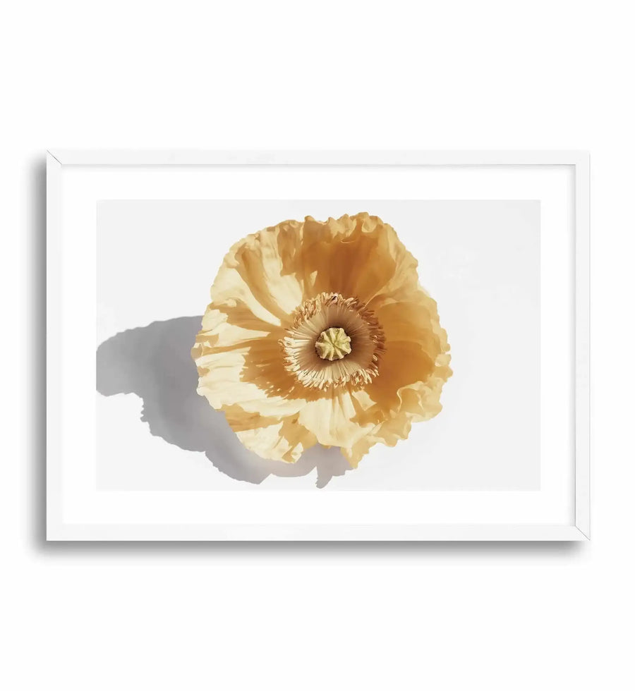 Yellow poppy art print in white frame with white border. The artwork depicts a single pale golden-yellow poppy flower viewed from above against a light gray background, with delicate ruffled petals and a detailed center stamen in warm tan tones. A soft gray shadow is cast to the left of the bloom, creating dimension. The illustration has a watercolor-like quality with subtle color variations and translucent petals.