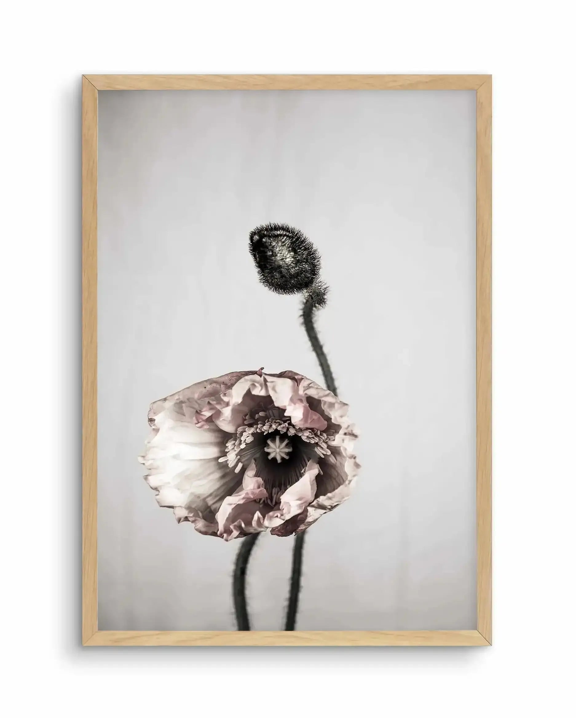 You're All I Need Art Print-PRINT-Olive et Oriel-Olive et Oriel-A4 | 8.3" x 11.7" | 21 x 29.7cm-Oak-With White Border-Buy-Australian-Art-Prints-Online-with-Olive-et-Oriel-Your-Artwork-Specialists-Austrailia-Decorate-With-Coastal-Photo-Wall-Art-Prints-From-Our-Beach-House-Artwork-Collection-Fine-Poster-and-Framed-Artwork