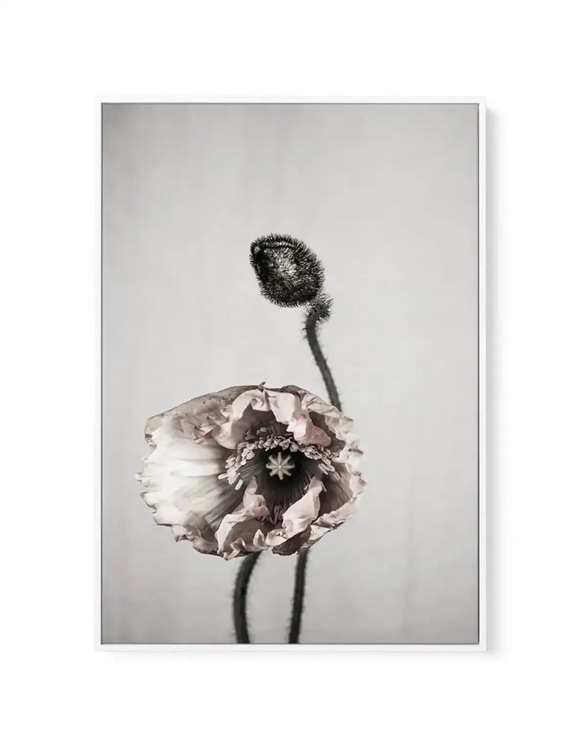 You're All I Need | Framed Canvas-CANVAS-You can shop wall art online with Olive et Oriel for everything from abstract art to fun kids wall art. Our beautiful modern art prints and canvas art are available from large canvas prints to wall art paintings and our proudly Australian artwork collection offers only the highest quality framed large wall art and canvas art Australia - You can buy fashion photography prints or Hampton print posters and paintings on canvas from Olive et Oriel and have the