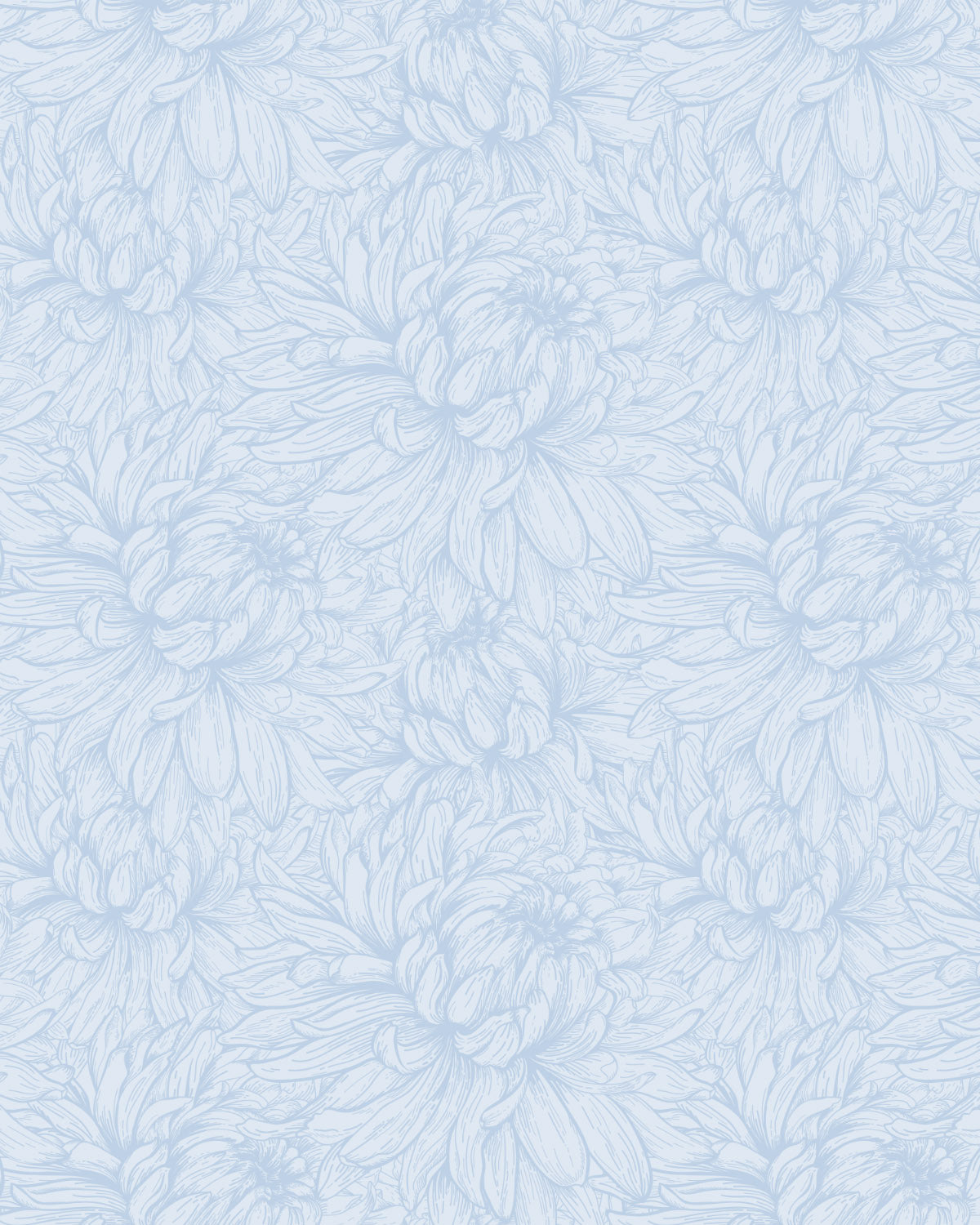 Chrysanthemum Flower Blue Wallpaper