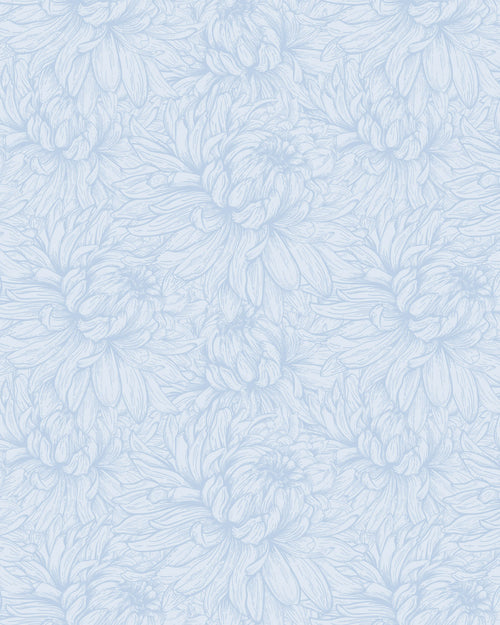 Chrysanthemum Flower Blue Wallpaper