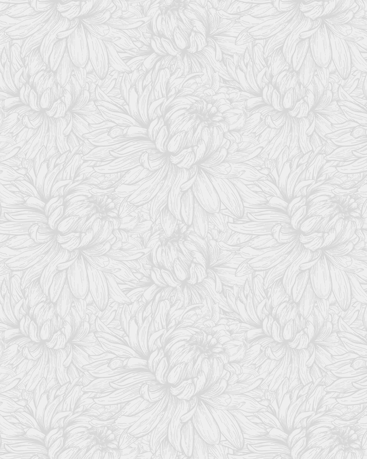 Chrysanthemum Flower Grey Wallpaper