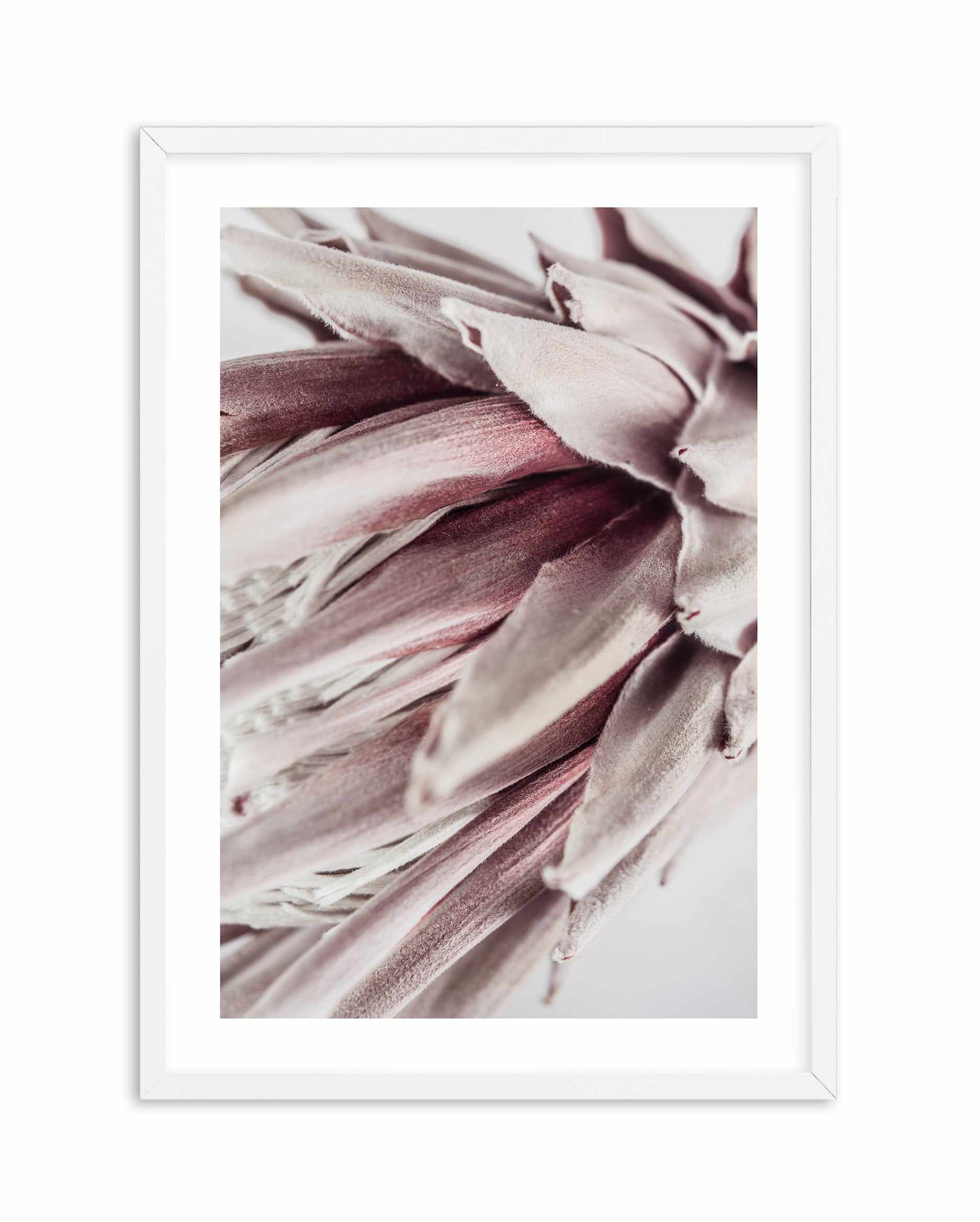 Abstract Protea No I | Fine Art Flower Print or Poster. Framed ...