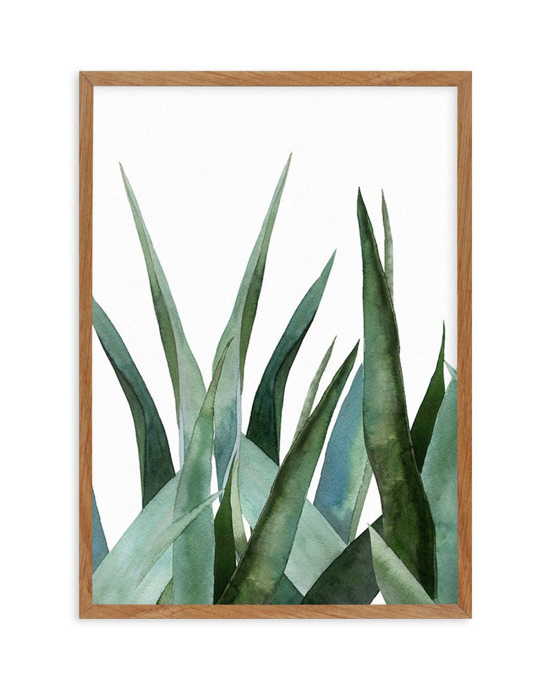 Agave in Watercolour Art Print-PRINT-Olive et Oriel-Olive et Oriel-50x70 cm | 19.6" x 27.5"-Walnut-With White Border-Buy-Australian-Art-Prints-Online-with-Olive-et-Oriel-Your-Artwork-Specialists-Austrailia-Decorate-With-Coastal-Photo-Wall-Art-Prints-From-Our-Beach-House-Artwork-Collection-Fine-Poster-and-Framed-Artwork