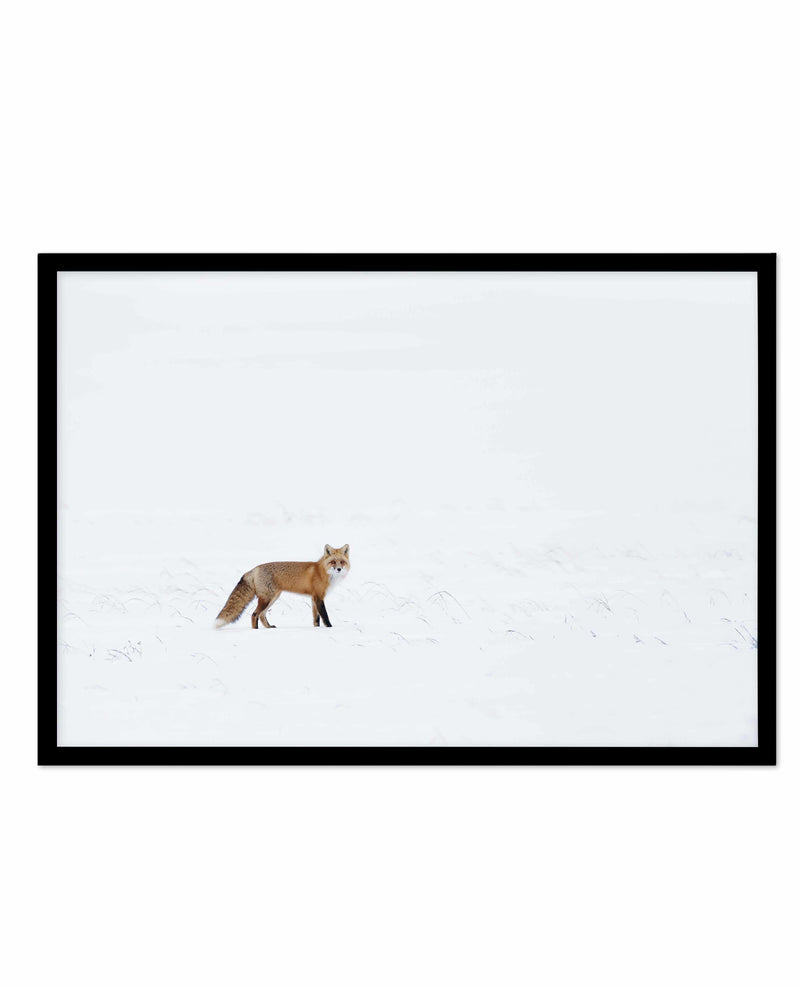 Arctic Fox | LS Art Print-PRINT-Olive et Oriel-Olive et Oriel-A5 | 5.8" x 8.3" | 14.8 x 21cm-Black-With White Border-Buy-Australian-Art-Prints-Online-with-Olive-et-Oriel-Your-Artwork-Specialists-Austrailia-Decorate-With-Coastal-Photo-Wall-Art-Prints-From-Our-Beach-House-Artwork-Collection-Fine-Poster-and-Framed-Artwork
