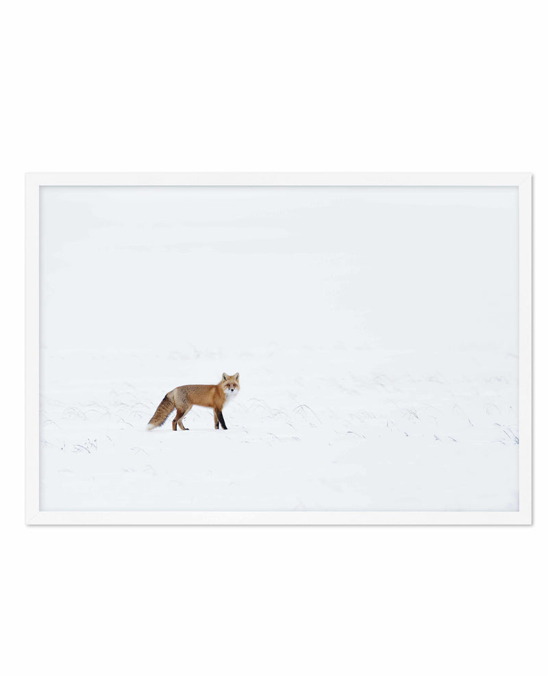 Arctic Fox | LS Art Print-PRINT-Olive et Oriel-Olive et Oriel-A5 | 5.8" x 8.3" | 14.8 x 21cm-White-With White Border-Buy-Australian-Art-Prints-Online-with-Olive-et-Oriel-Your-Artwork-Specialists-Austrailia-Decorate-With-Coastal-Photo-Wall-Art-Prints-From-Our-Beach-House-Artwork-Collection-Fine-Poster-and-Framed-Artwork