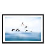 As They Fly Art Print-PRINT-Olive et Oriel-Olive et Oriel-A5 | 5.8" x 8.3" | 14.8 x 21cm-Black-With White Border-Buy-Australian-Art-Prints-Online-with-Olive-et-Oriel-Your-Artwork-Specialists-Austrailia-Decorate-With-Coastal-Photo-Wall-Art-Prints-From-Our-Beach-House-Artwork-Collection-Fine-Poster-and-Framed-Artwork