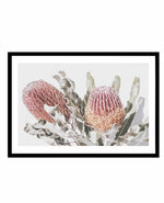 Blushing Banksia | LS Art Print-PRINT-Olive et Oriel-Olive et Oriel-A4 | 8.3" x 11.7" | 21 x 29.7cm-Black-With White Border-Buy-Australian-Art-Prints-Online-with-Olive-et-Oriel-Your-Artwork-Specialists-Austrailia-Decorate-With-Coastal-Photo-Wall-Art-Prints-From-Our-Beach-House-Artwork-Collection-Fine-Poster-and-Framed-Artwork