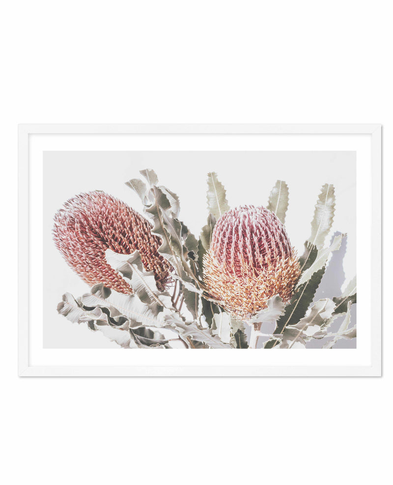 Blushing Banksia | LS Art Print-PRINT-Olive et Oriel-Olive et Oriel-A4 | 8.3" x 11.7" | 21 x 29.7cm-White-With White Border-Buy-Australian-Art-Prints-Online-with-Olive-et-Oriel-Your-Artwork-Specialists-Austrailia-Decorate-With-Coastal-Photo-Wall-Art-Prints-From-Our-Beach-House-Artwork-Collection-Fine-Poster-and-Framed-Artwork
