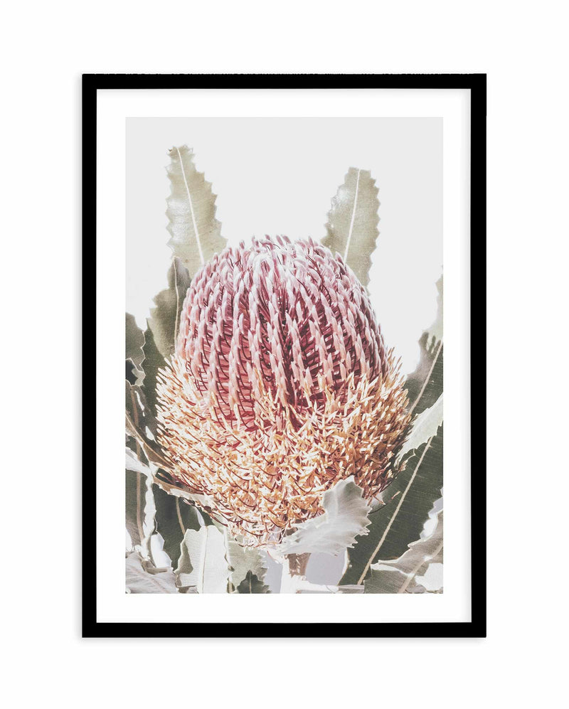 Blushing Banksia I | PT Art Print-PRINT-Olive et Oriel-Olive et Oriel-A4 | 8.3" x 11.7" | 21 x 29.7cm-Black-With White Border-Buy-Australian-Art-Prints-Online-with-Olive-et-Oriel-Your-Artwork-Specialists-Austrailia-Decorate-With-Coastal-Photo-Wall-Art-Prints-From-Our-Beach-House-Artwork-Collection-Fine-Poster-and-Framed-Artwork