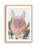 Blushing Banksia I | PT Art Print-PRINT-Olive et Oriel-Olive et Oriel-A4 | 8.3" x 11.7" | 21 x 29.7cm-Oak-With White Border-Buy-Australian-Art-Prints-Online-with-Olive-et-Oriel-Your-Artwork-Specialists-Austrailia-Decorate-With-Coastal-Photo-Wall-Art-Prints-From-Our-Beach-House-Artwork-Collection-Fine-Poster-and-Framed-Artwork