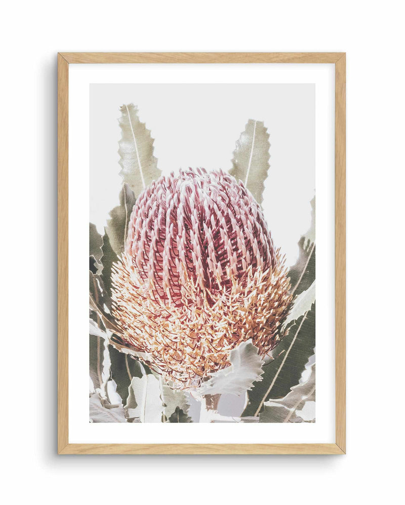 Blushing Banksia I | PT Art Print-PRINT-Olive et Oriel-Olive et Oriel-A4 | 8.3" x 11.7" | 21 x 29.7cm-Oak-With White Border-Buy-Australian-Art-Prints-Online-with-Olive-et-Oriel-Your-Artwork-Specialists-Austrailia-Decorate-With-Coastal-Photo-Wall-Art-Prints-From-Our-Beach-House-Artwork-Collection-Fine-Poster-and-Framed-Artwork