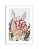 Blushing Banksia I | PT Art Print-PRINT-Olive et Oriel-Olive et Oriel-A4 | 8.3" x 11.7" | 21 x 29.7cm-White-With White Border-Buy-Australian-Art-Prints-Online-with-Olive-et-Oriel-Your-Artwork-Specialists-Austrailia-Decorate-With-Coastal-Photo-Wall-Art-Prints-From-Our-Beach-House-Artwork-Collection-Fine-Poster-and-Framed-Artwork