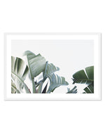 Banana Palm Leaves Art Print-PRINT-Olive et Oriel-Olive et Oriel-A5 | 5.8" x 8.3" | 14.8 x 21cm-White-With White Border-Buy-Australian-Art-Prints-Online-with-Olive-et-Oriel-Your-Artwork-Specialists-Austrailia-Decorate-With-Coastal-Photo-Wall-Art-Prints-From-Our-Beach-House-Artwork-Collection-Fine-Poster-and-Framed-Artwork