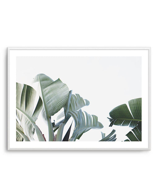 Banana Palm Leaves Art Print-PRINT-Olive et Oriel-Olive et Oriel-A5 | 5.8" x 8.3" | 14.8 x 21cm-Unframed Art Print-With White Border-Buy-Australian-Art-Prints-Online-with-Olive-et-Oriel-Your-Artwork-Specialists-Austrailia-Decorate-With-Coastal-Photo-Wall-Art-Prints-From-Our-Beach-House-Artwork-Collection-Fine-Poster-and-Framed-Artwork