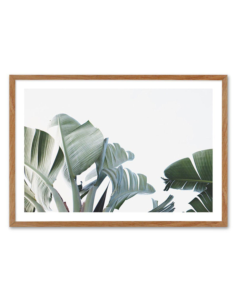 Banana Palm Leaves Art Print-PRINT-Olive et Oriel-Olive et Oriel-Buy-Australian-Art-Prints-Online-with-Olive-et-Oriel-Your-Artwork-Specialists-Austrailia-Decorate-With-Coastal-Photo-Wall-Art-Prints-From-Our-Beach-House-Artwork-Collection-Fine-Poster-and-Framed-Artwork