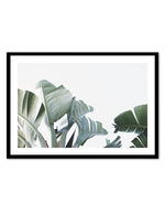 Banana Palm Leaves Art Print-PRINT-Olive et Oriel-Olive et Oriel-A5 | 5.8" x 8.3" | 14.8 x 21cm-Black-With White Border-Buy-Australian-Art-Prints-Online-with-Olive-et-Oriel-Your-Artwork-Specialists-Austrailia-Decorate-With-Coastal-Photo-Wall-Art-Prints-From-Our-Beach-House-Artwork-Collection-Fine-Poster-and-Framed-Artwork