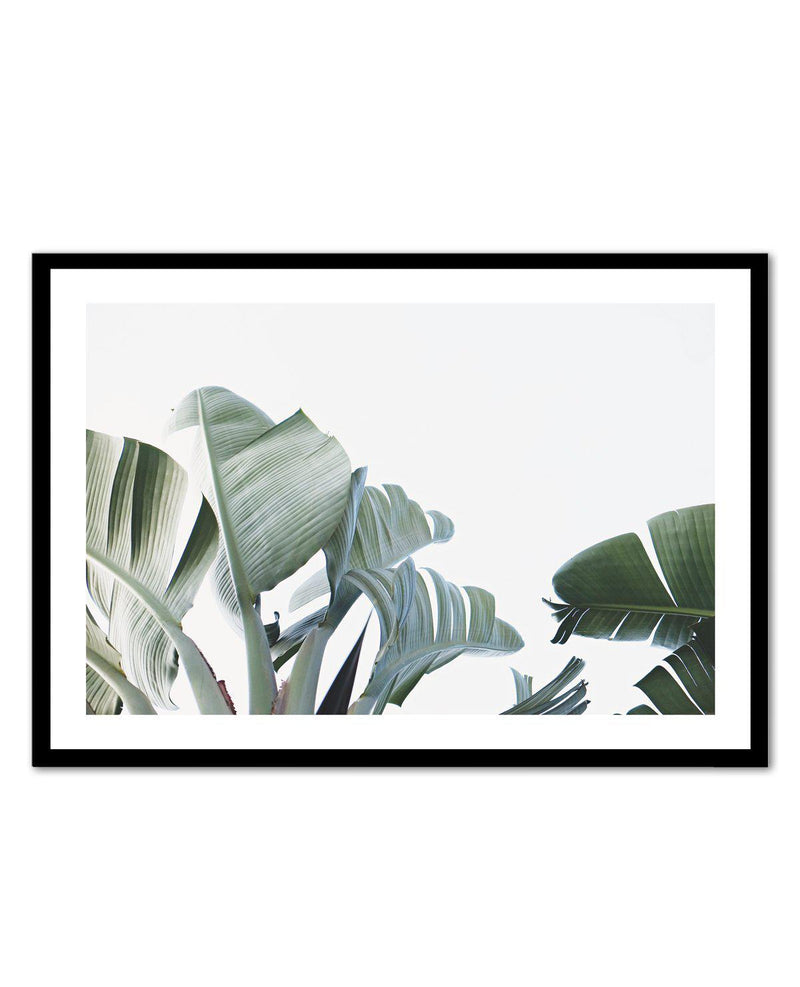 Banana Palm Leaves Art Print-PRINT-Olive et Oriel-Olive et Oriel-A5 | 5.8" x 8.3" | 14.8 x 21cm-Black-With White Border-Buy-Australian-Art-Prints-Online-with-Olive-et-Oriel-Your-Artwork-Specialists-Austrailia-Decorate-With-Coastal-Photo-Wall-Art-Prints-From-Our-Beach-House-Artwork-Collection-Fine-Poster-and-Framed-Artwork