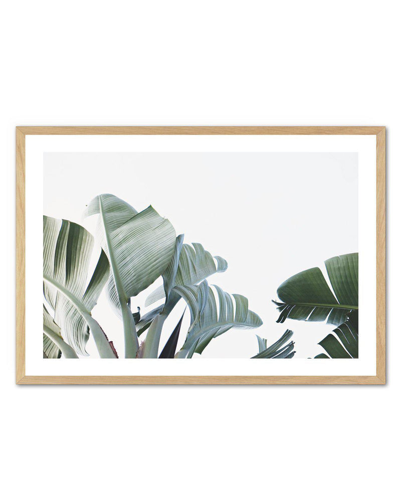 Banana Palm Leaves Art Print-PRINT-Olive et Oriel-Olive et Oriel-A5 | 5.8" x 8.3" | 14.8 x 21cm-Oak-With White Border-Buy-Australian-Art-Prints-Online-with-Olive-et-Oriel-Your-Artwork-Specialists-Austrailia-Decorate-With-Coastal-Photo-Wall-Art-Prints-From-Our-Beach-House-Artwork-Collection-Fine-Poster-and-Framed-Artwork