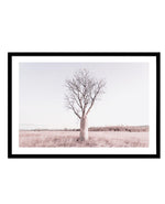 Baobab Tree | Western Australia Art Print-PRINT-Olive et Oriel-Olive et Oriel-A5 | 5.8" x 8.3" | 14.8 x 21cm-Black-With White Border-Buy-Australian-Art-Prints-Online-with-Olive-et-Oriel-Your-Artwork-Specialists-Austrailia-Decorate-With-Coastal-Photo-Wall-Art-Prints-From-Our-Beach-House-Artwork-Collection-Fine-Poster-and-Framed-Artwork